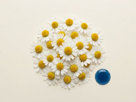 Frische Kamillenblüten neben einem Tropfen blauem Kamillenöl