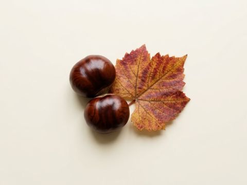 Zwei Rosskastanien neben einem gefärbten Weinblatt